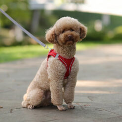 Poodle harness and leash